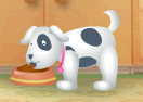 Net Pet